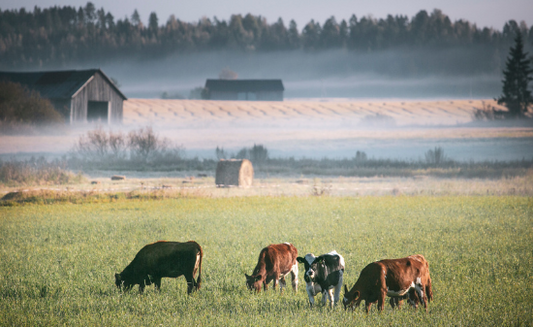 Asiakastarinoita ympäri maailman