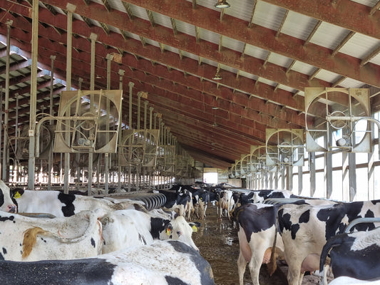9 practical tips for combating heat stress in cows