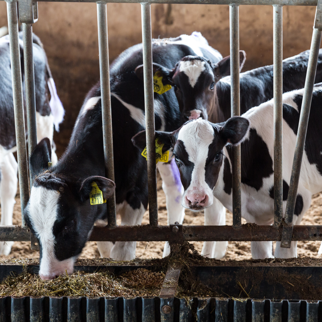 How to Build a Comfortable and Cost-Effective Calf Barn?