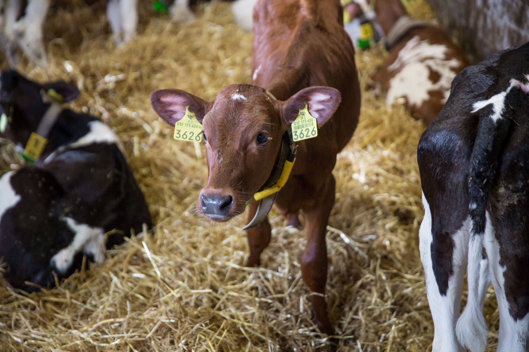 Single Housing VS Group Housing for Dairy Calves 4dBarn