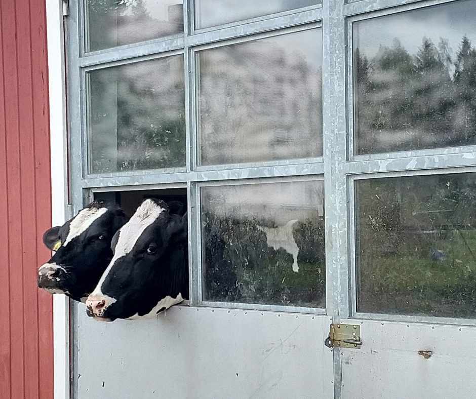 Webinaari 12.4 Parhaat käytännöt lehmien ulkoiluun robottinavetasta
