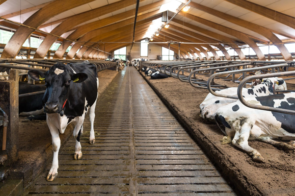 Cows visit the robot in order to get their treats