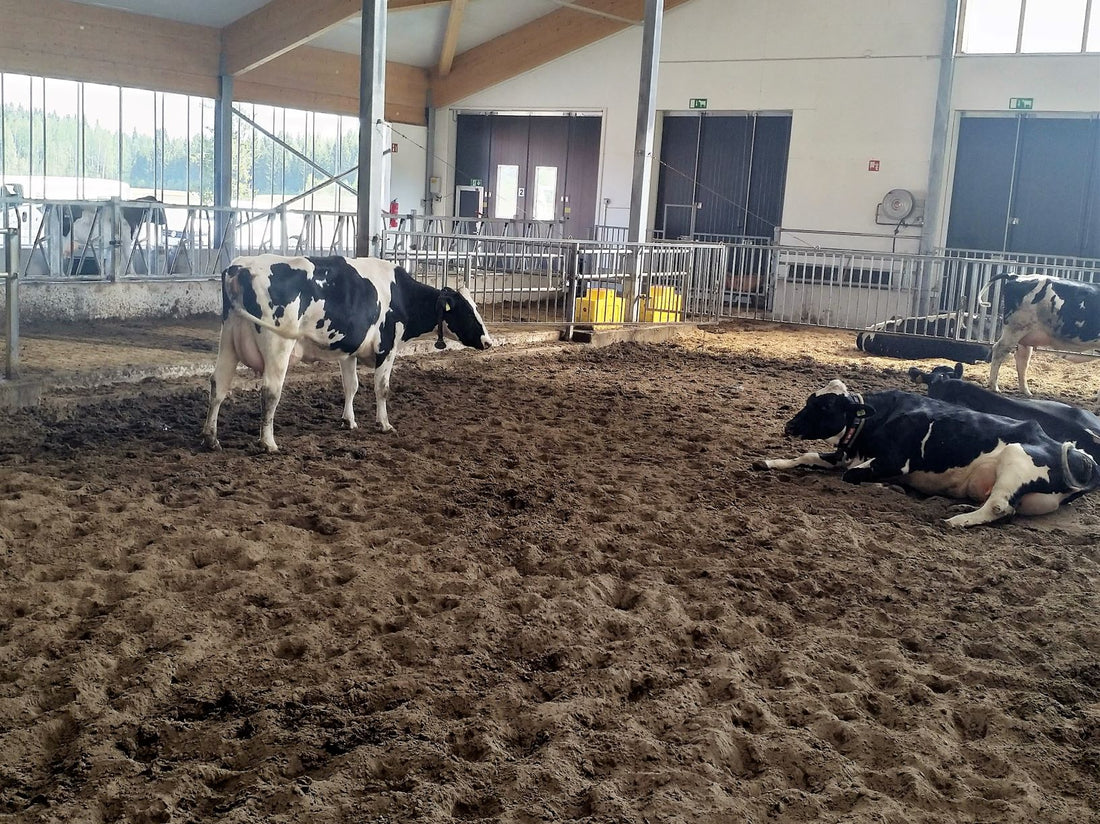 Fresh cows enjoying their life in the VIC-pen