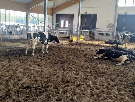 Fresh cows enjoying their life in the VIC-pen