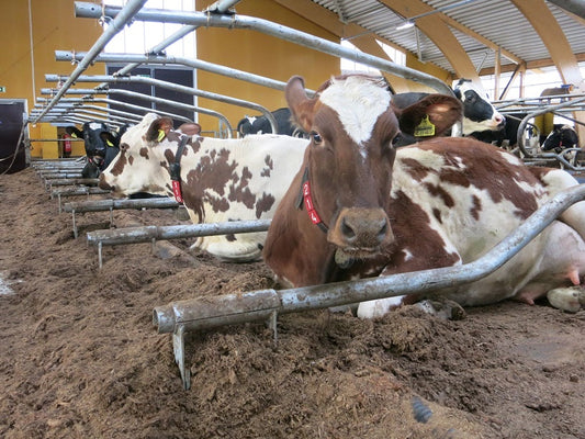 Open and simple barn for cows