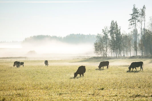 Lehmät aamun sumussa