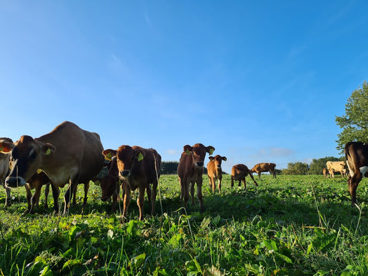 Considering cow-calf contact in barn design