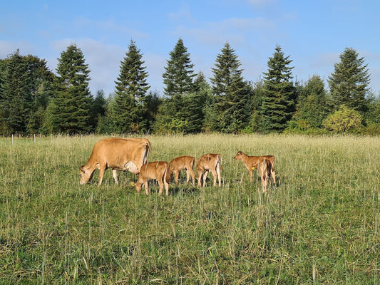 Cows heat stress – what about calves heat stress?