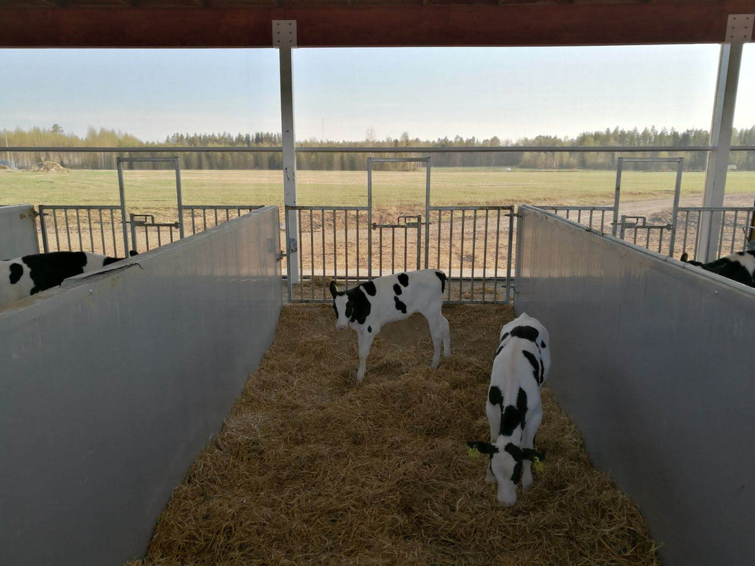 A separate calf barn lowers the risk of diseases