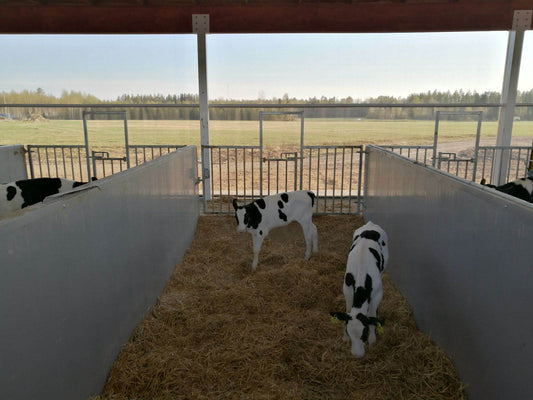 A separate calf barn lowers the risk of diseases