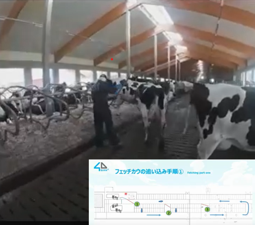 牛のハンドリングには何が必要?   ~ ストレスフリーな搾乳ロボット牛舎~