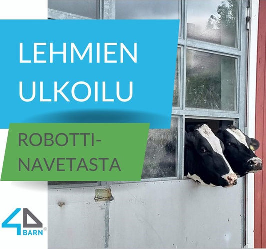 Lehmien ulkoilu robottinavetasta.