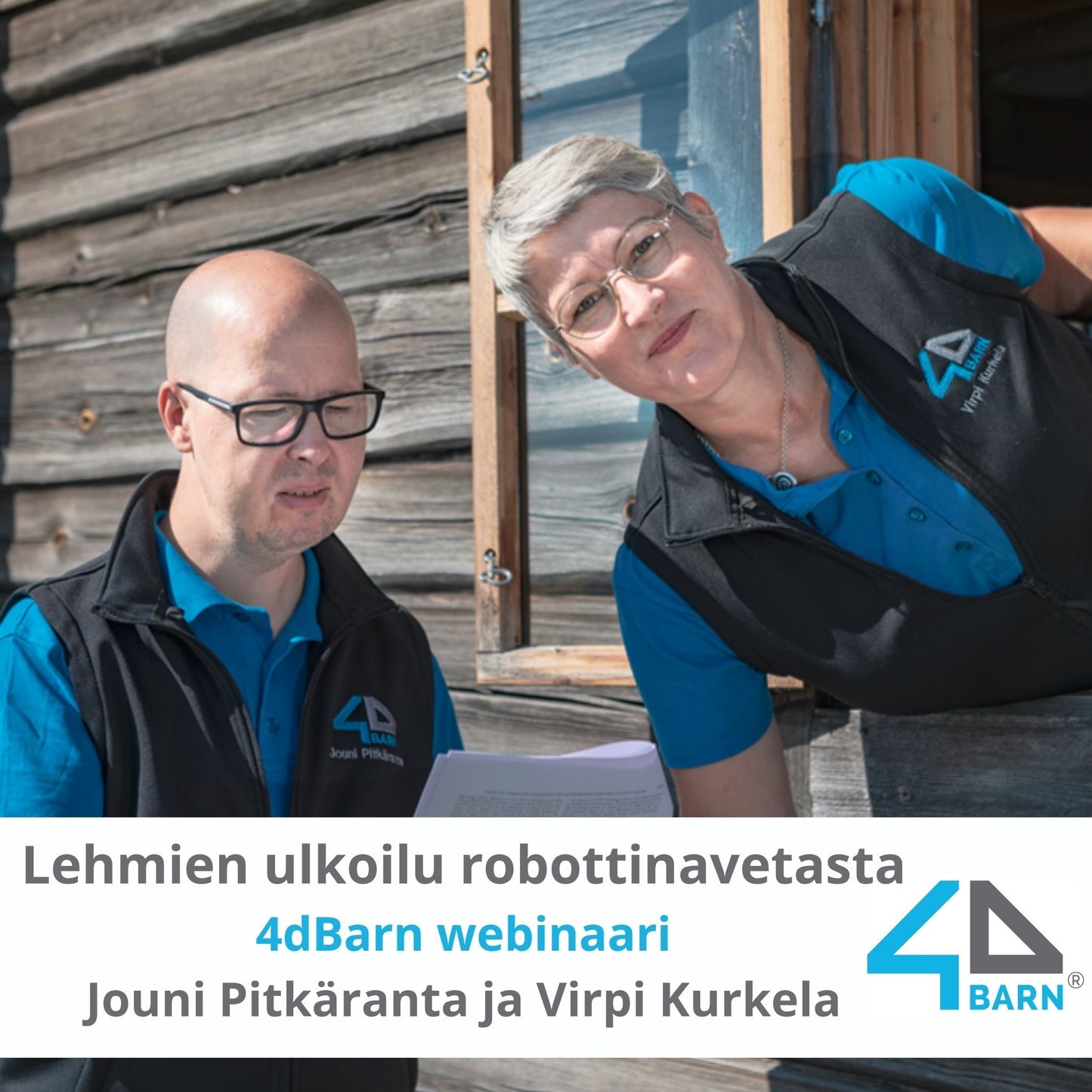 Lehmien ulkoilu robottinavetasta.