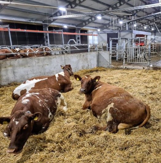 A Fetch Pen And Fresh Cow Group 4dBarn a-fetch-pen-and-fresh-cow-group-4dbarn