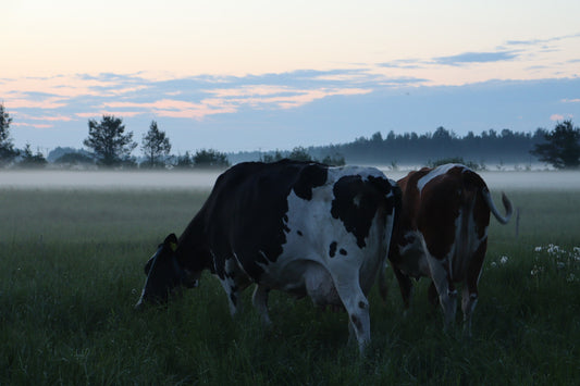 Cows in the morning on the pasture