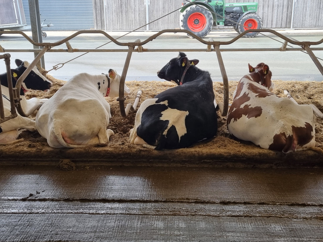 How VIC Works in Practice – Best farm-level practices from the study