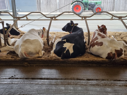 How VIC Works in Practice – Best farm-level practices from the study