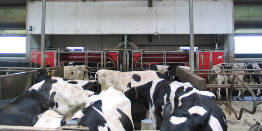 25 years of robotic milking: The essential lessons 4dBarn learned