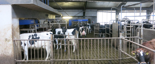 Old robot barn cows are waiting front of the milking robots
