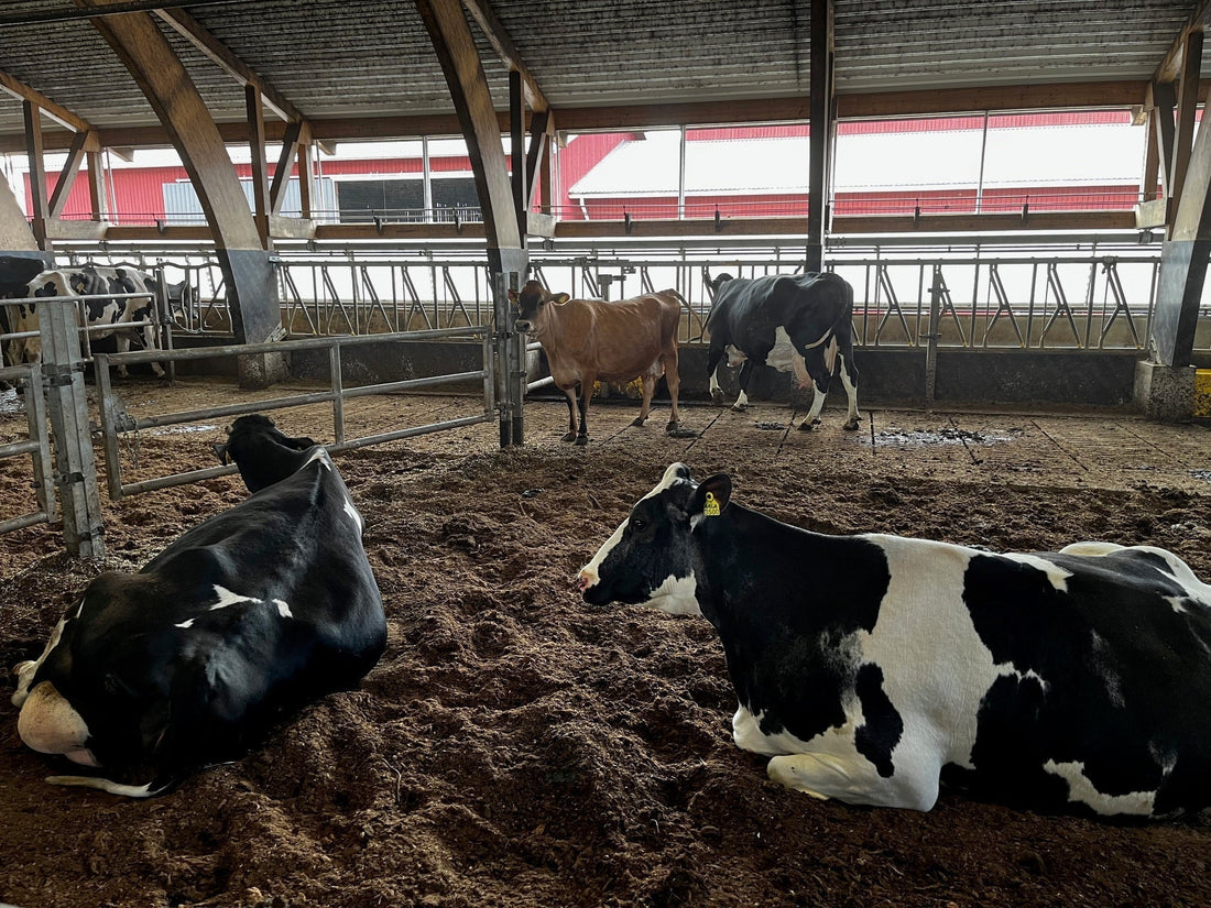 VIC – The one place in robot barn design you should not compromise