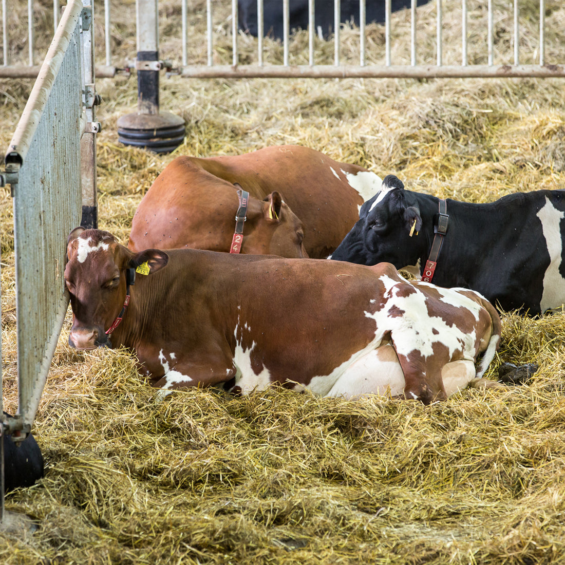 A renovation project is an excellent time to update your farm’s transition cow management