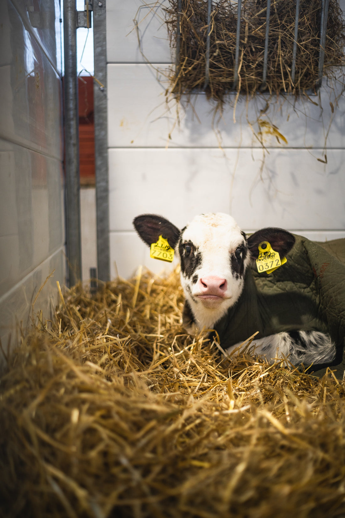 Calves love straw!