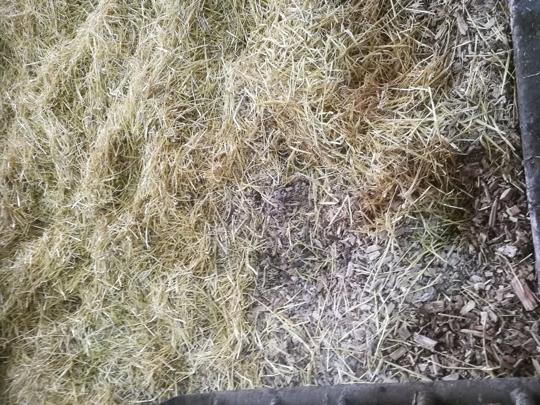 Woodchips mixed in straw bedding
