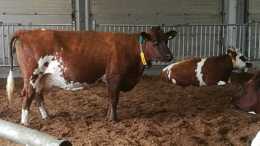Cows can relax in a large and comfortable deep bedding area