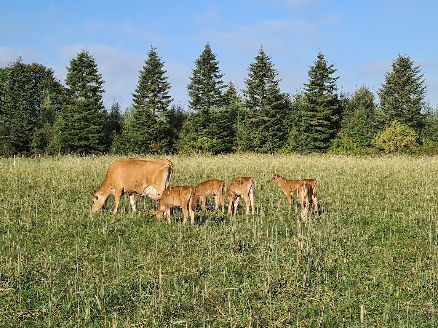 Cows heat stress – what about calves heat stress? – 4dBarn