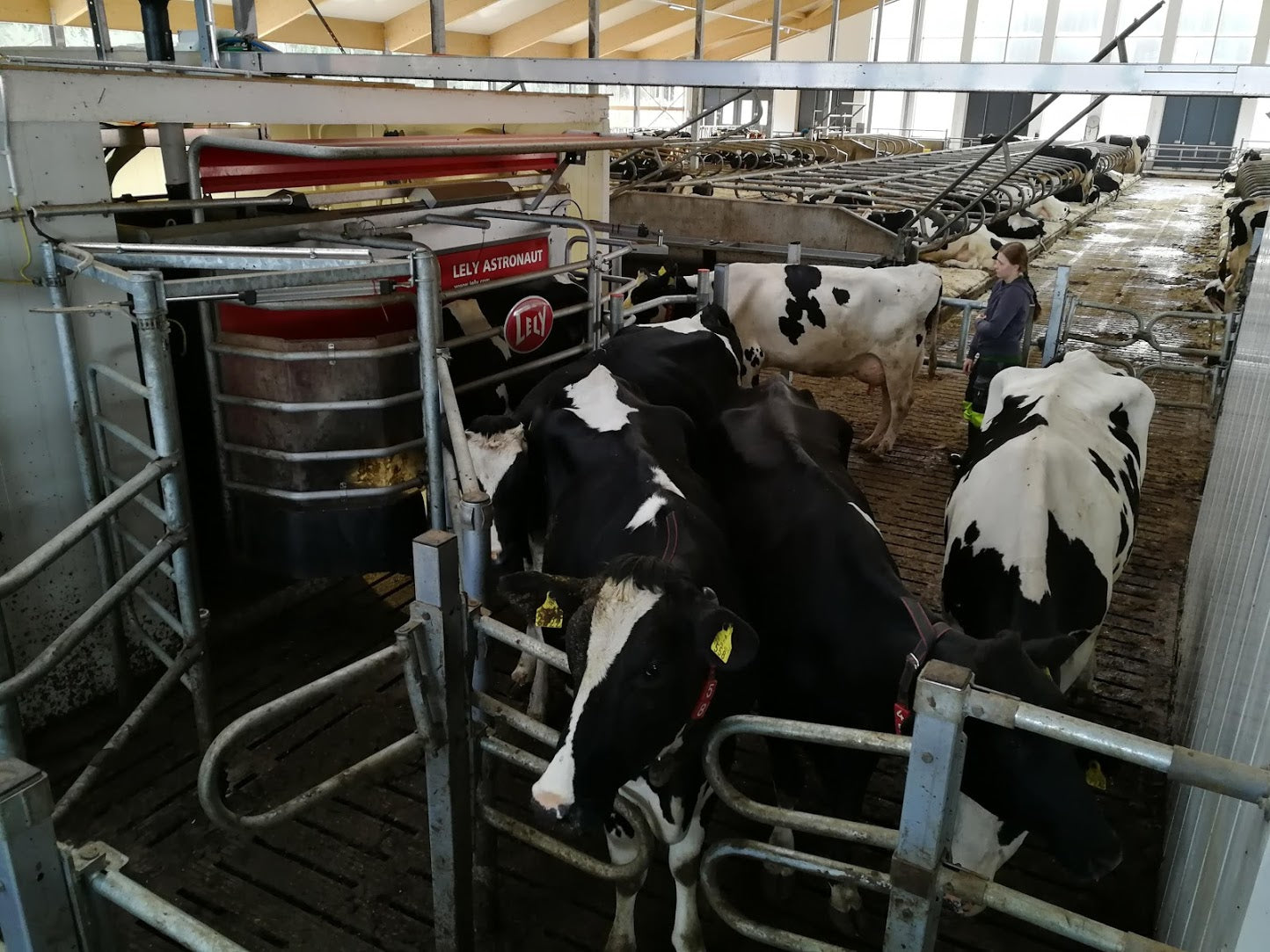 Handling Cows in a Robot Barn